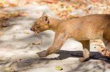 Fossa (Cryptoprocta Ferox), Kirindy Forest Reserve, Madagascar