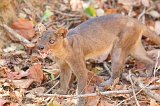 Fossa, Kirindy Forest Reserve, Madagascar