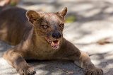 Fossa, Kirindy Forest Reserve, Madagascar