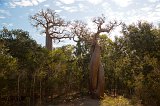 Baobab Amoureux (Baobabs In Love), Menabe, Madagascar