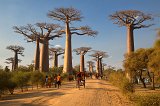 Locals on the Avenue of the Baobabs, Menabe, Madagascar