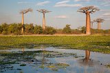 Baobab Trees and a Pond, Avenue of the Baobabs, Menabe, Madagascar