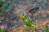  Madagascar Giant Swallowtail (Pharmacophagus Antenor), Madagascar
