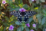  Madagascar Giant Swallowtail, Avenue of the Baobabs, Menabe, Madagascar