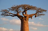 Crown of a Grandidier's Baobab, Avenue of the Baobabs, Menabe, Madagascar