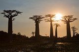 Silhouette of Baobab Trees, Avenue of the Baobabs, Menabe, Madagascar