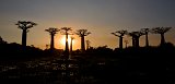 Silhouette of Baobab Trees, Avenue of the Baobabs, Menabe, Madagascar