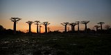 Panoramic View of the Alley of the Baobabs at Sunset, Menabe, Madagascar