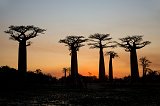 Avenue of the Baobabs at Sunset, Menabe, Madagascar