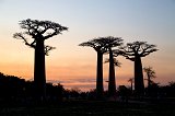 Avenue of the Baobabs at Sunset, Menabe, Madagascar