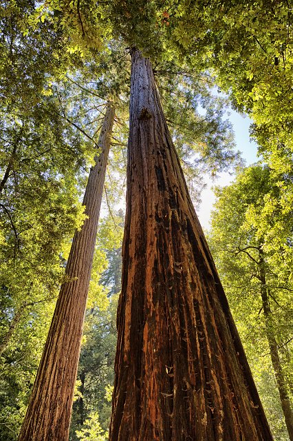 Big Basin Redwoods State Park, Santa Cruz County, California | Big Basin Redwoods State Park (IMG_4660.jpg)