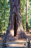 Mother of the Forest, Big Basin Redwoods State Park, California