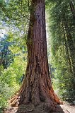 Father of the Forest, Big Basin Redwoods State Park, California