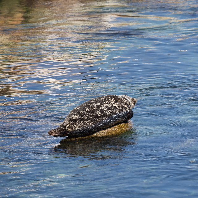 Harbor Seal, Monterey Harbor, Monterey, California | Monterey Downtown, California (IMG_6436.jpg)