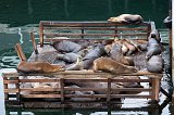 Sea Lions at Fisherman's Wharf, Monterey, California