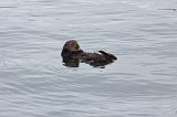 Sea Otter, Fisherman's Wharf, Monterey, California