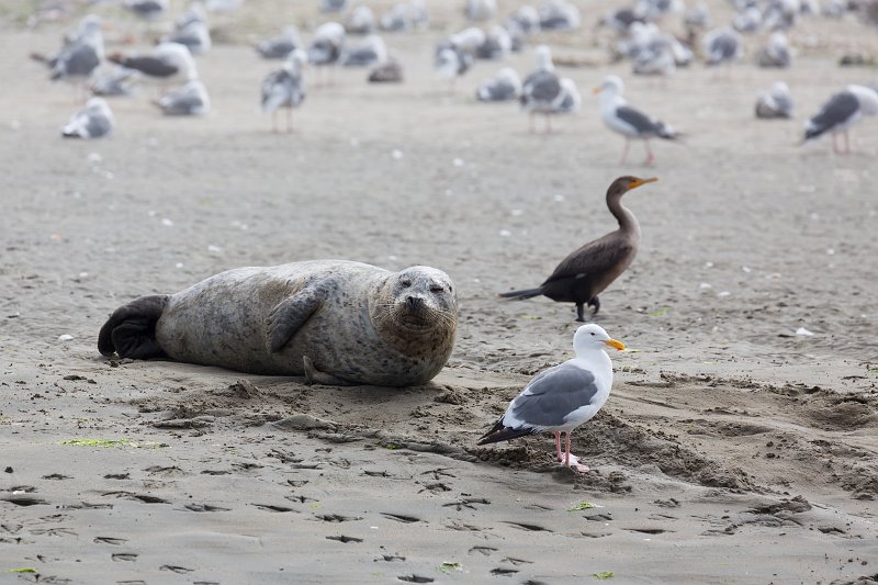Harbor Seal and Western Gull, Elkhorn Slough, Monterey County, California | Elkhorn Slough and Moss Landing (IMG_4802.jpg)