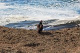 Turkey Vulture, Bird Rock, Pebble Beach, California
