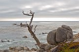 The Ghost Tree, Pescadero Point, Pebble Beach, California