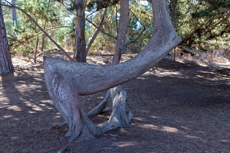 Twisted Cypress Tree, Point Lobos, California | Point Lobos Natural Reserve, California (IMG_3735.jpg)
