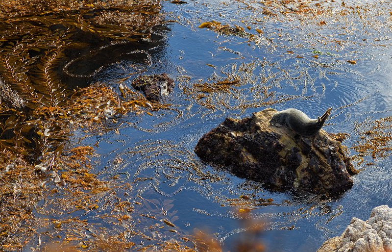 Harbor Seal, Point Lobos, California | Point Lobos Natural Reserve, California (IMG_3829_2.jpg)