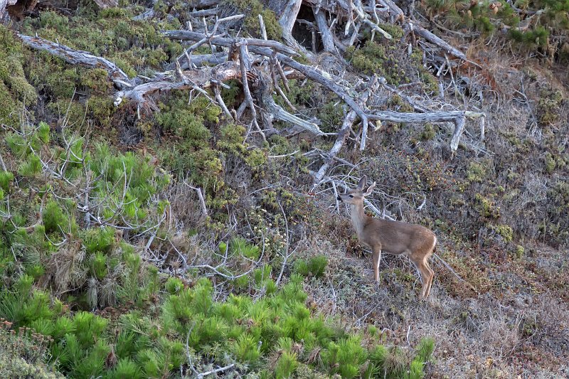 Black-Tailed Deer, North Shore Trail, Point Lobos, California | Point Lobos Natural Reserve, California (IMG_4856.jpg)