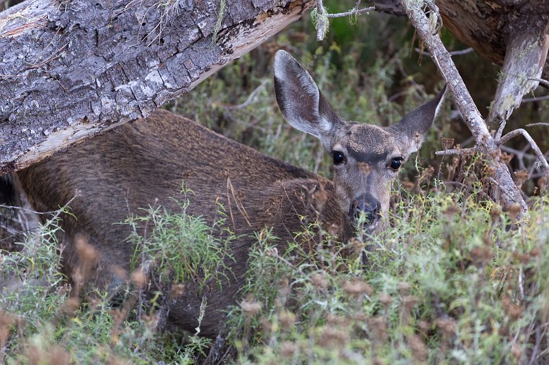 Black-Tailed Deer, North Shore Trail, Point Lobos, California | Point Lobos Natural Reserve, California (IMG_4864_65_2.jpg)