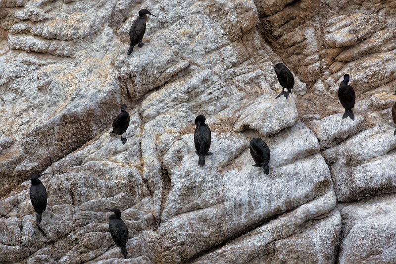 Brandt's Cormorants, Guillemot Island, Point Lobos, California | Point Lobos Natural Reserve, California (IMG_4891.jpg)