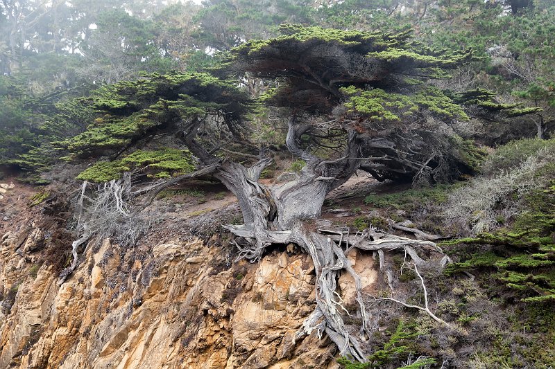 Old Veteran Cypress, Point Lobos, California | Point Lobos Natural Reserve, California (IMG_4914.jpg)