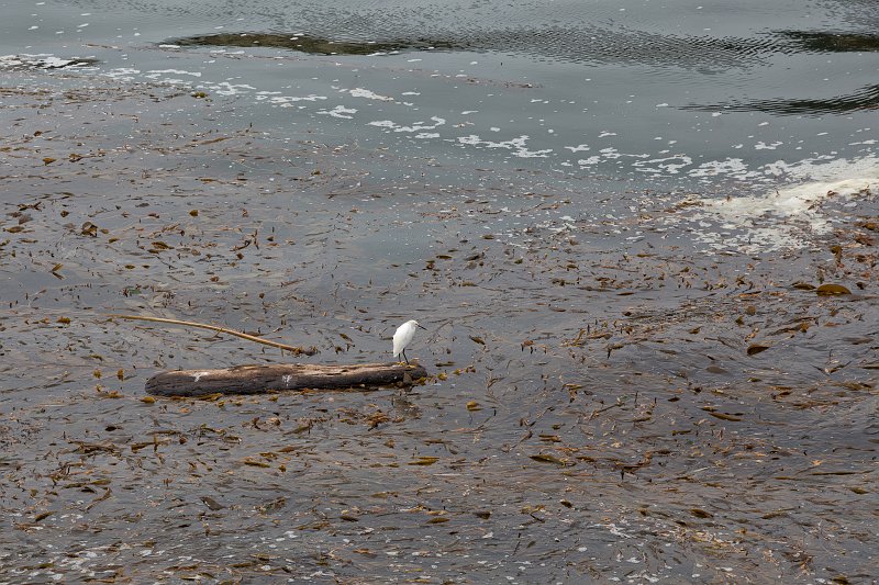 Snowy Egret, The Pit, Point Lobos, California | Point Lobos Natural Reserve, California (IMG_6489.jpg)