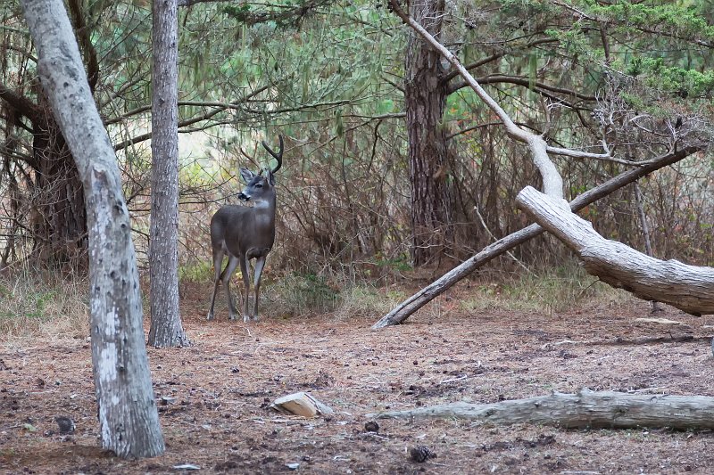Black-Tailed Deer near Whaler's Cabin, Point Lobos, California | Point Lobos Natural Reserve, California (IMG_6575.jpg)