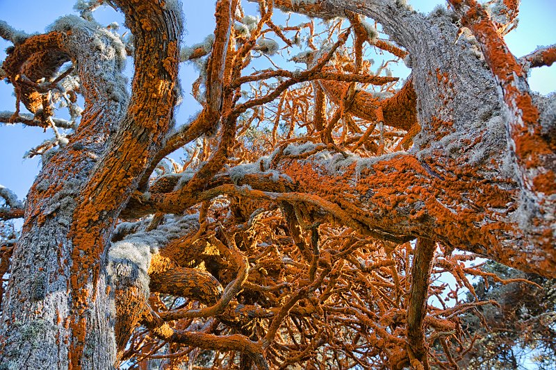 Red Lichen, Allan Memorial Cypress Grove, Point Lobos, California | Point Lobos Natural Reserve, California (IMG_6853.jpg)