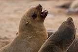 Confrontation at Cape Fur Seals Colony, Cape Cross, Namibia