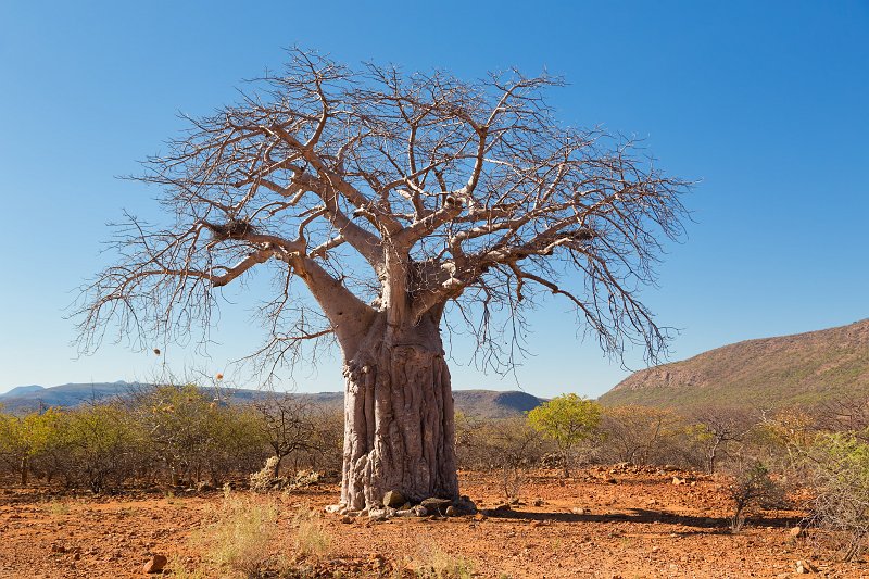 Baobab Tree (Adansonia Digitata) | Damaraland and Kaokoland - Namibia (IMG_4168.jpg)
