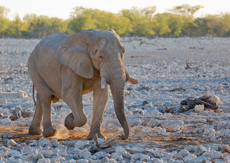 African Bush Elephant (Loxodonta Africana), Etosha National Park, Namibia | Etosha National Park - Namibia (Part I) (IMG_4459_2.jpg)