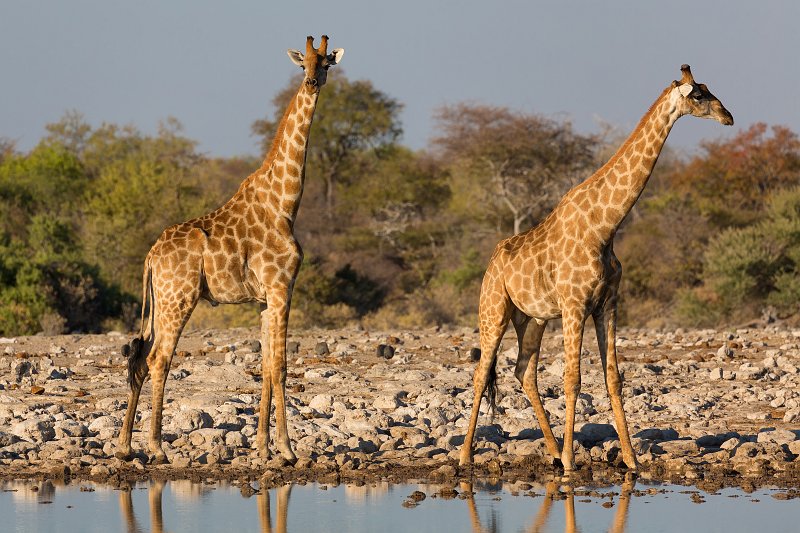 Two South African Giraffes, Klein Namutoni Waterhole, Etosha National Park | Etosha National Park - Namibia (Part II) (IMG_5485.jpg)