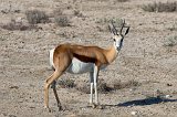 Springbok (Antidorcas Marsupialis), Etosha National Park, Namibia
