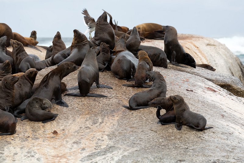 Cape Fur Seals, Duiker Island | Hout Bay and Duiker Island - Western Cape, South Africa (IMG_9143.jpg)