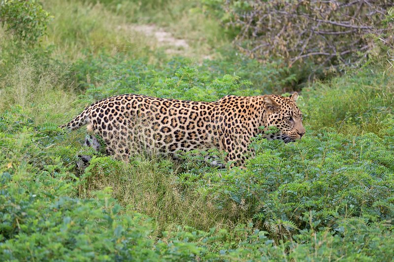 African Leopard | Kruger National Park - South Africa (IMG_0308.jpg)