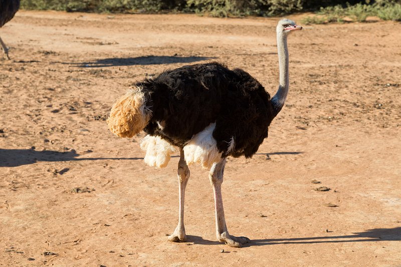 Male Ostrich, Safari Ostrich Farm, Oudtshoorn | Little Karoo - Western Cape, South Africa (IMG_8885.jpg)