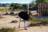 Male Ostrich, Safari Ostrich Farm, Oudtshoorn