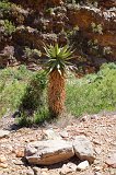 Bitter Aloe (Aloe Ferox), Swartberg Pass, Little Karoo