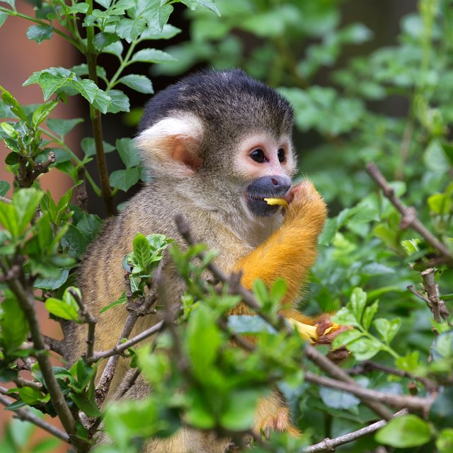 Black-Capped Squirrel Monkey | Monkeyland Primate Sanctuary - The Crags, South Africa (IMG_8564.jpg)