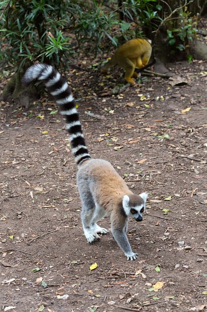 Ring-Tailed Lemur | Monkeyland Primate Sanctuary - The Crags, South Africa (IMG_8619.jpg)
