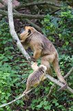 Female Black Howler Monkey and her Baby (Alouatta caraya)