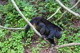 Male Black Howler Monkey