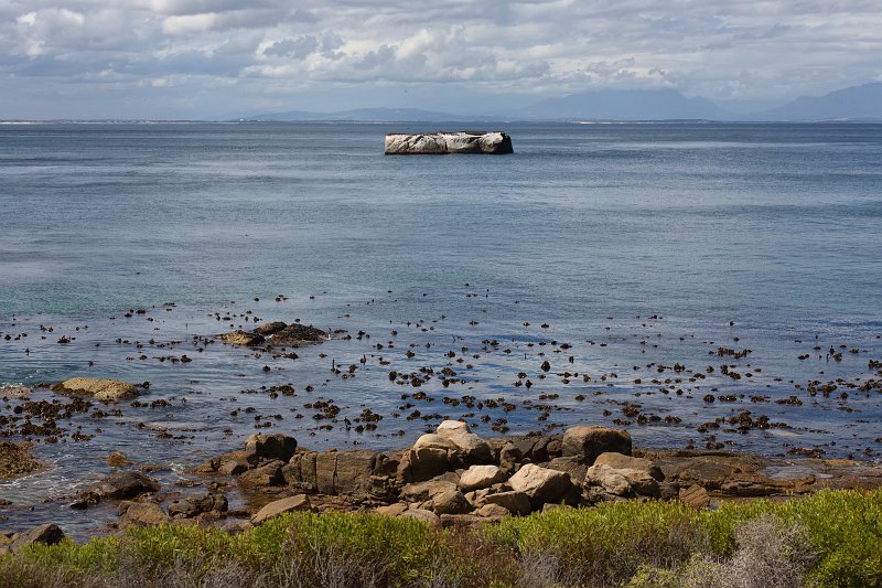 Cape Cormorants Colony on a Rock | Simon's Town - Western Cape, South Africa (IMG_9186.jpg)