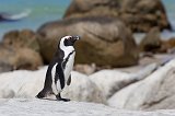 African Penguin on a Rock