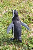 Back of African Penguin