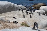 African Penguins Colony on a Boulder